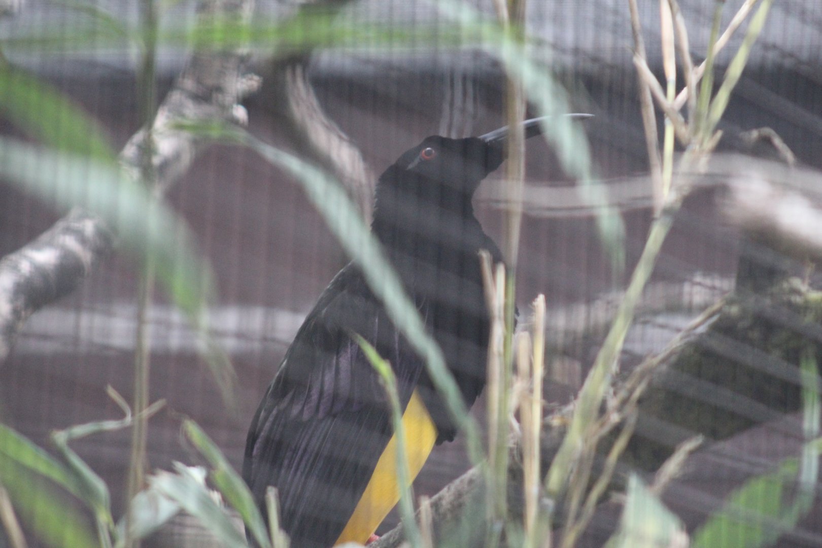 Twelve-Wired Bird-of-Paradise
