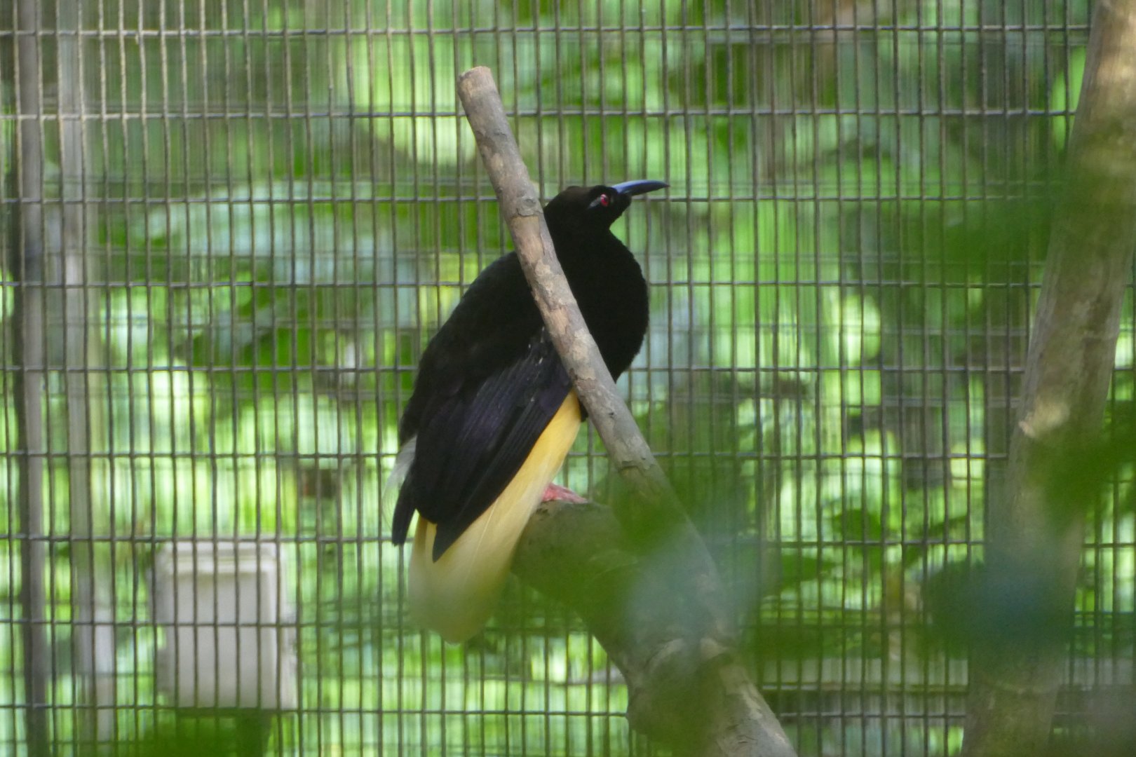Twelve-wired bird-of-paradise