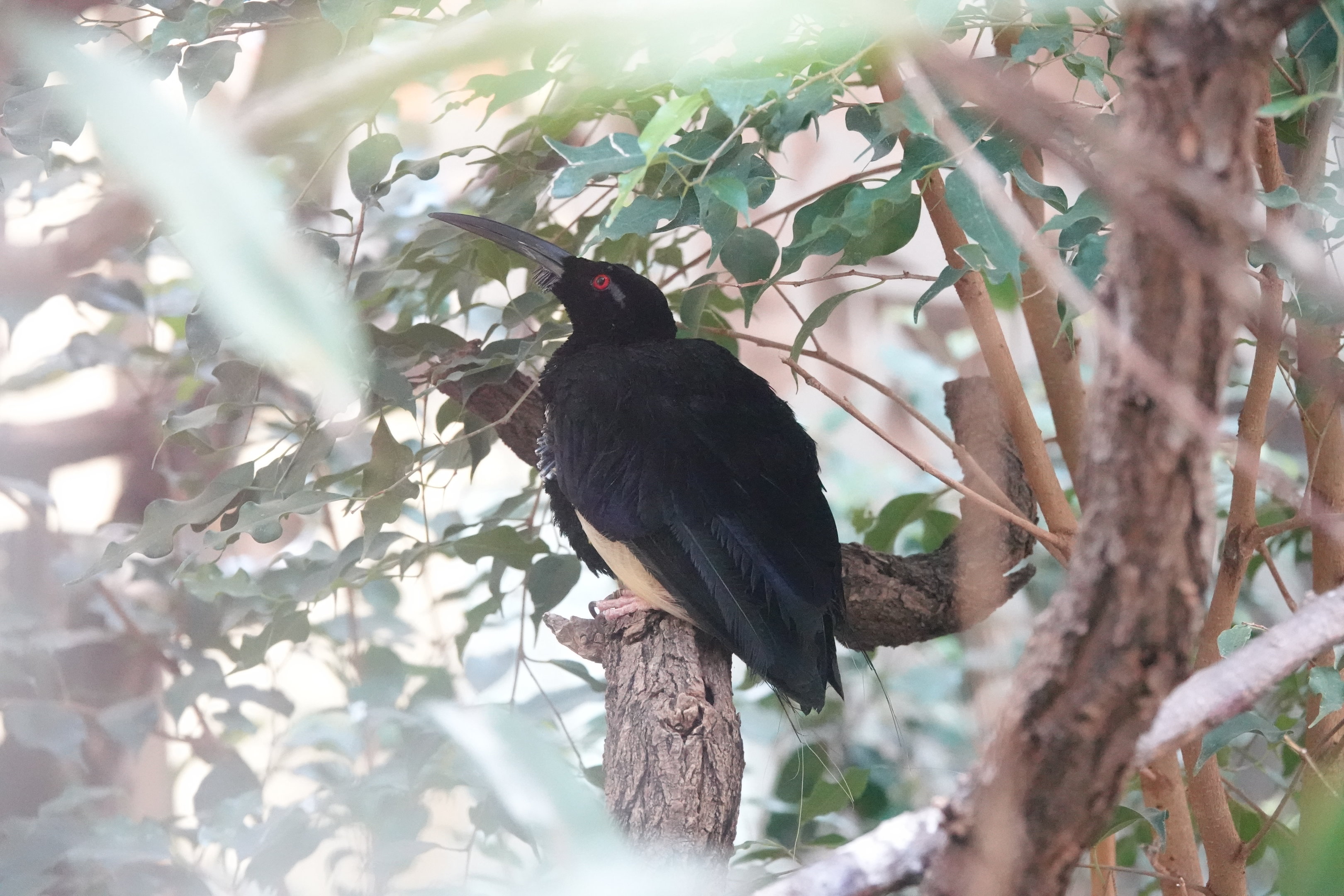 Twelve-wired bird-of-paradise