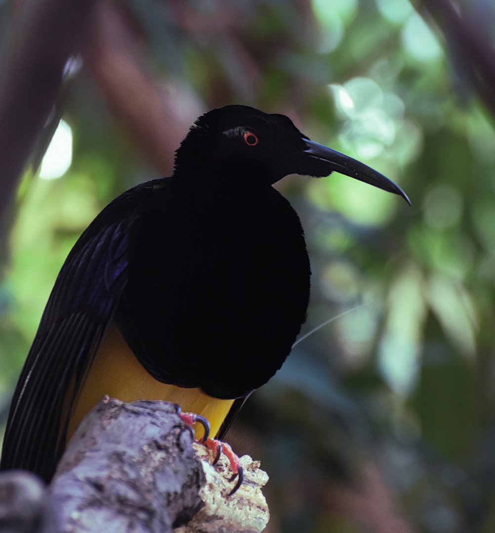 Twelve-wired bird-of-paradise