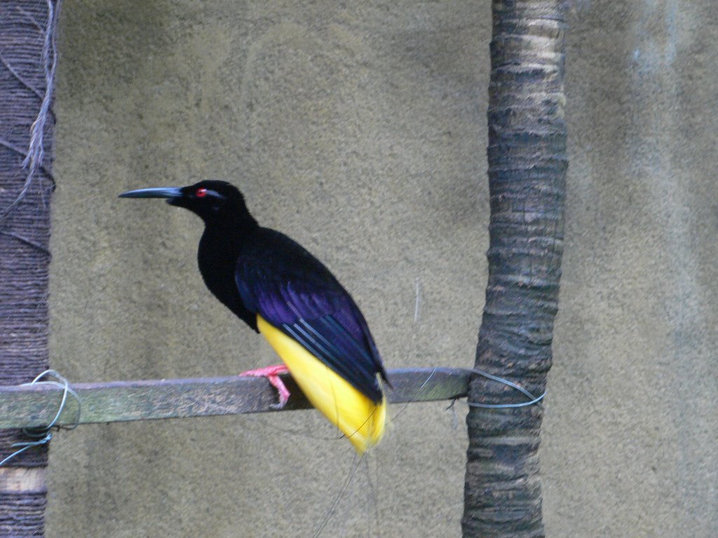 Twelve Wired Bird of Paradise
