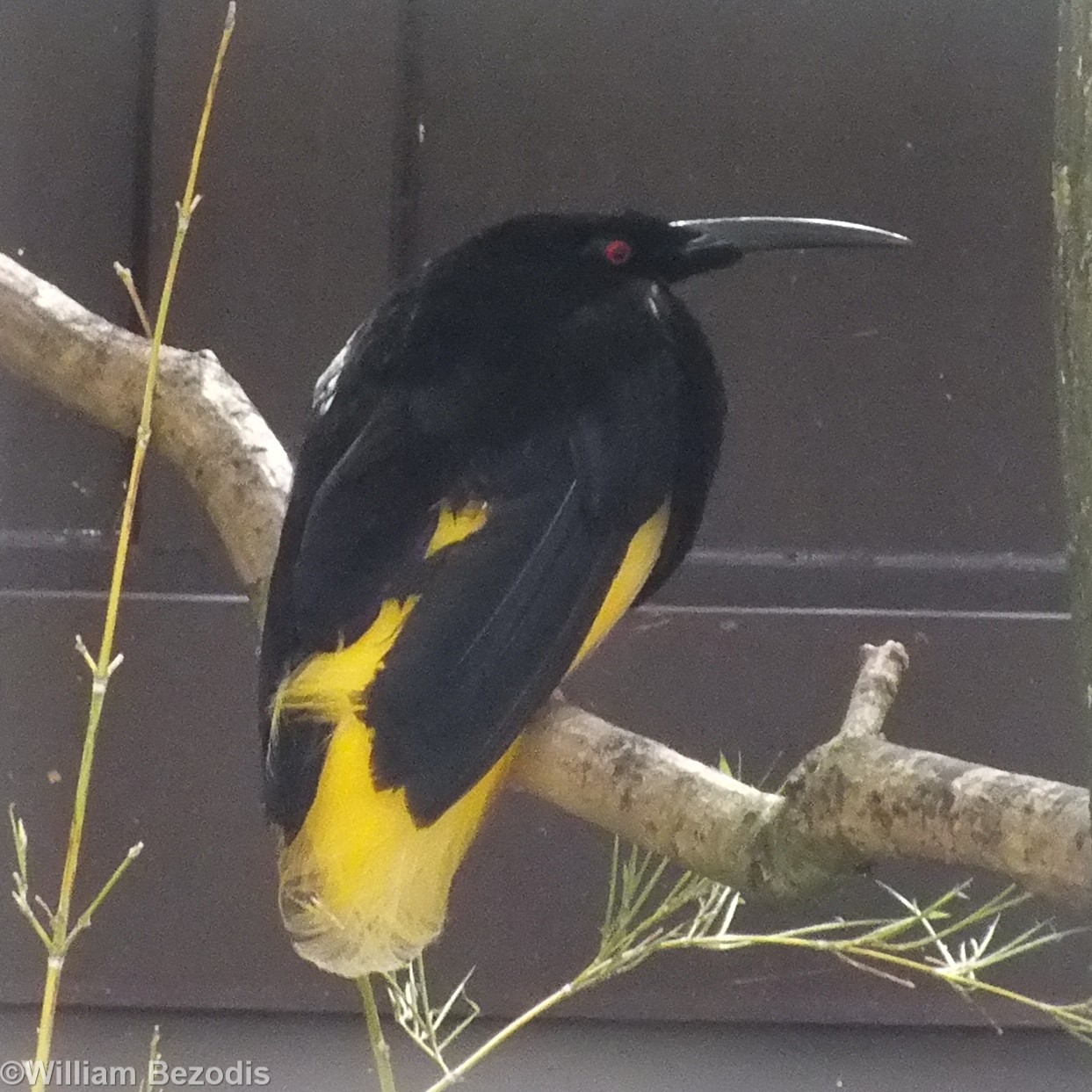 Twelve-wired Bird or Paradise