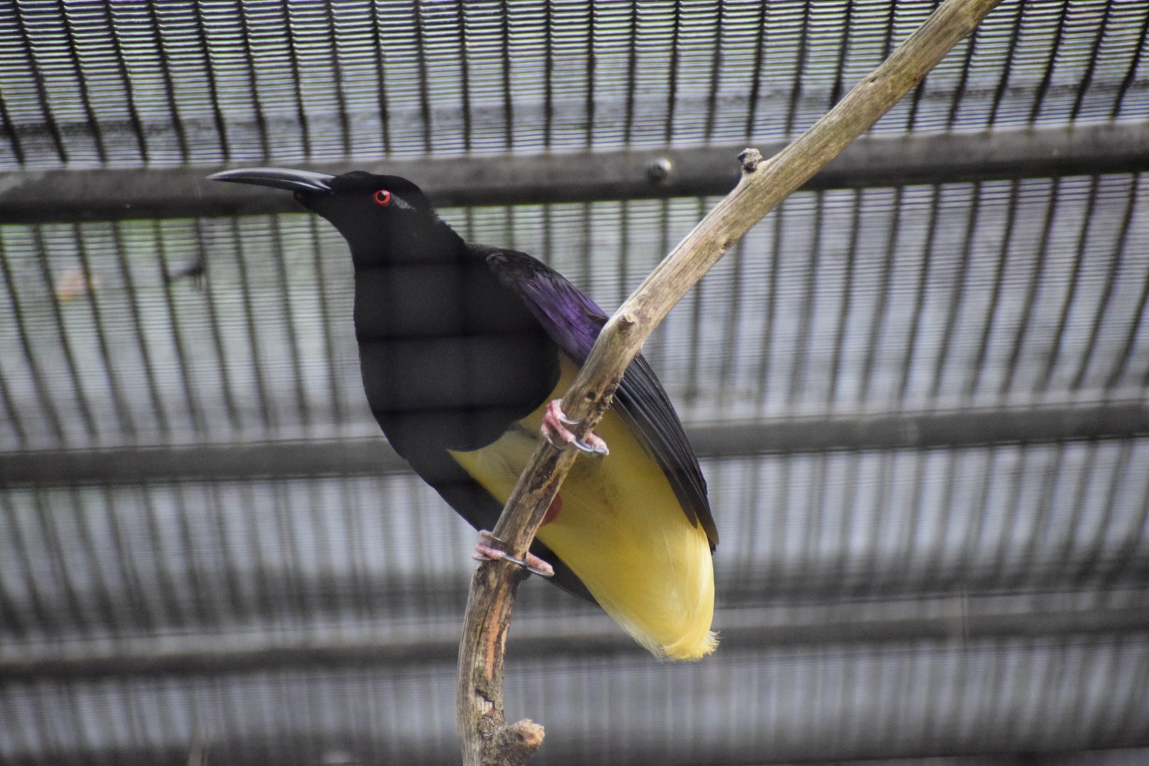 Twelwe-wired bird-of-paradise