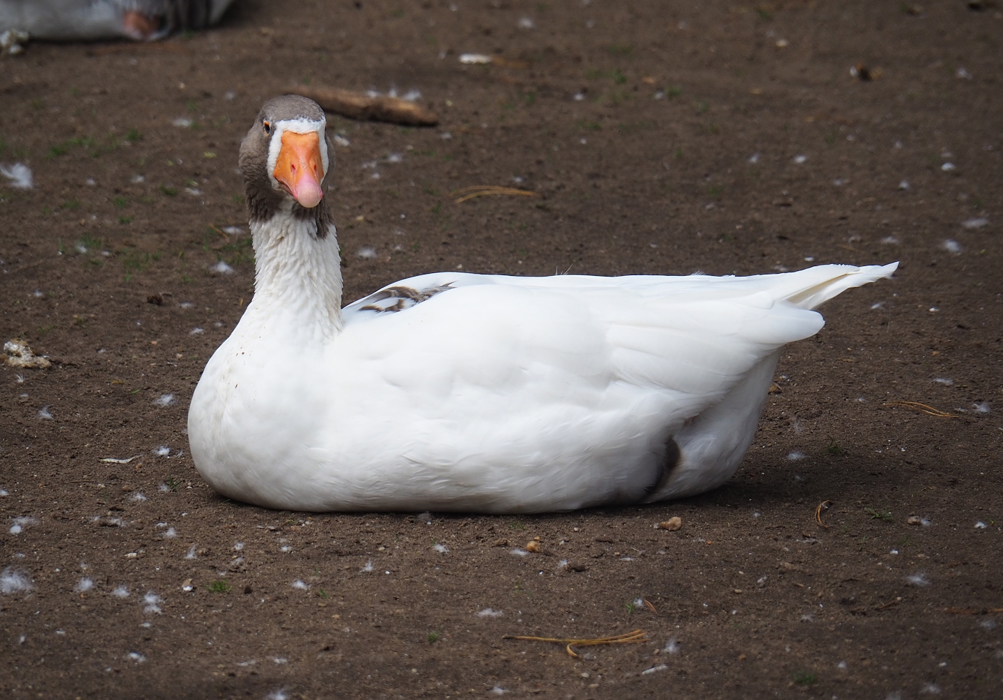 Twentse Landrace goose (Anser anser domesticus), 2023-09-24