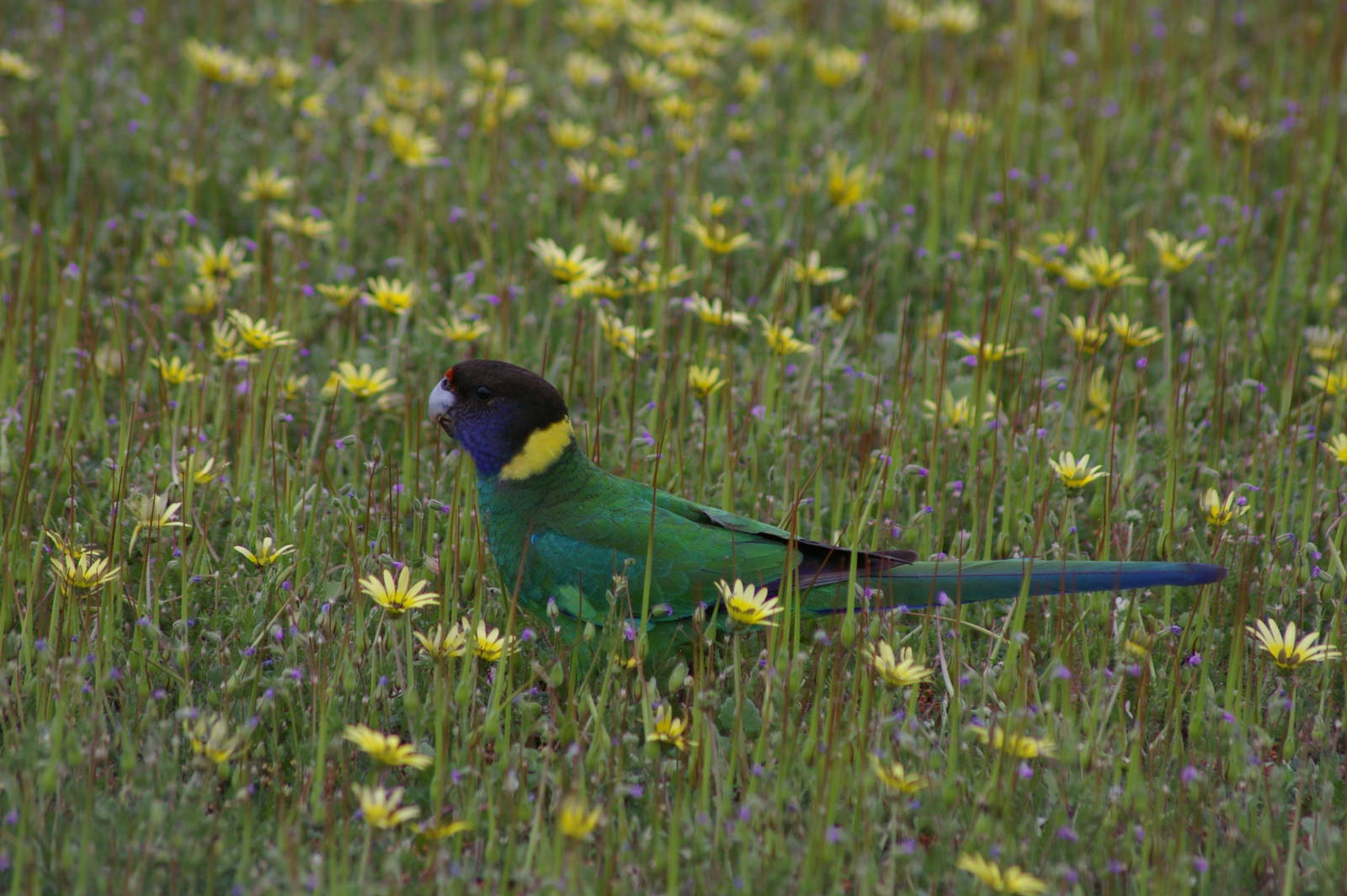 Twenty-eight parakeet (Barnardius zonarius semitorquatus)