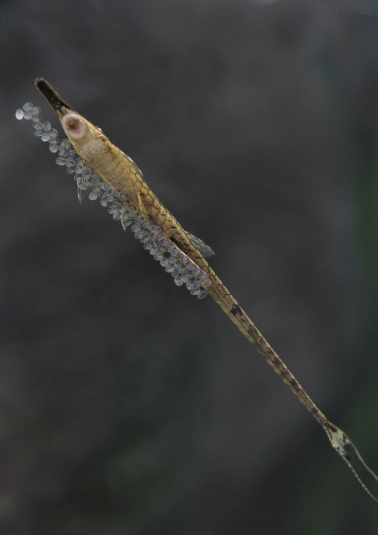 Twig catfish guarding eggs