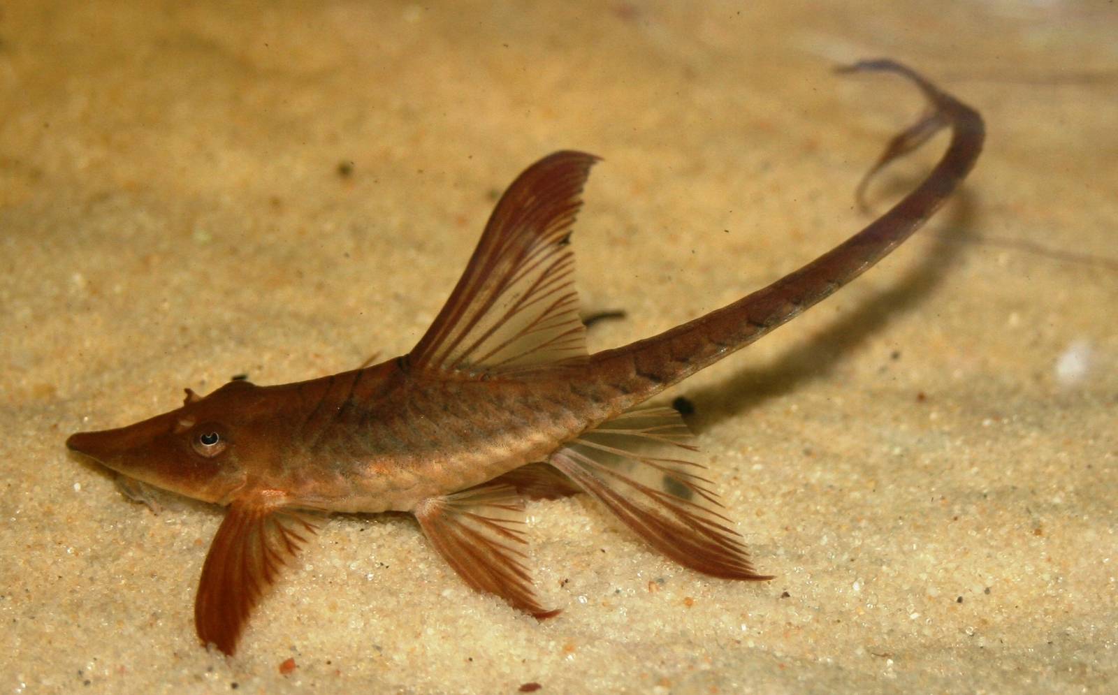 Twig catfish; London Zoo; 30th December 2009