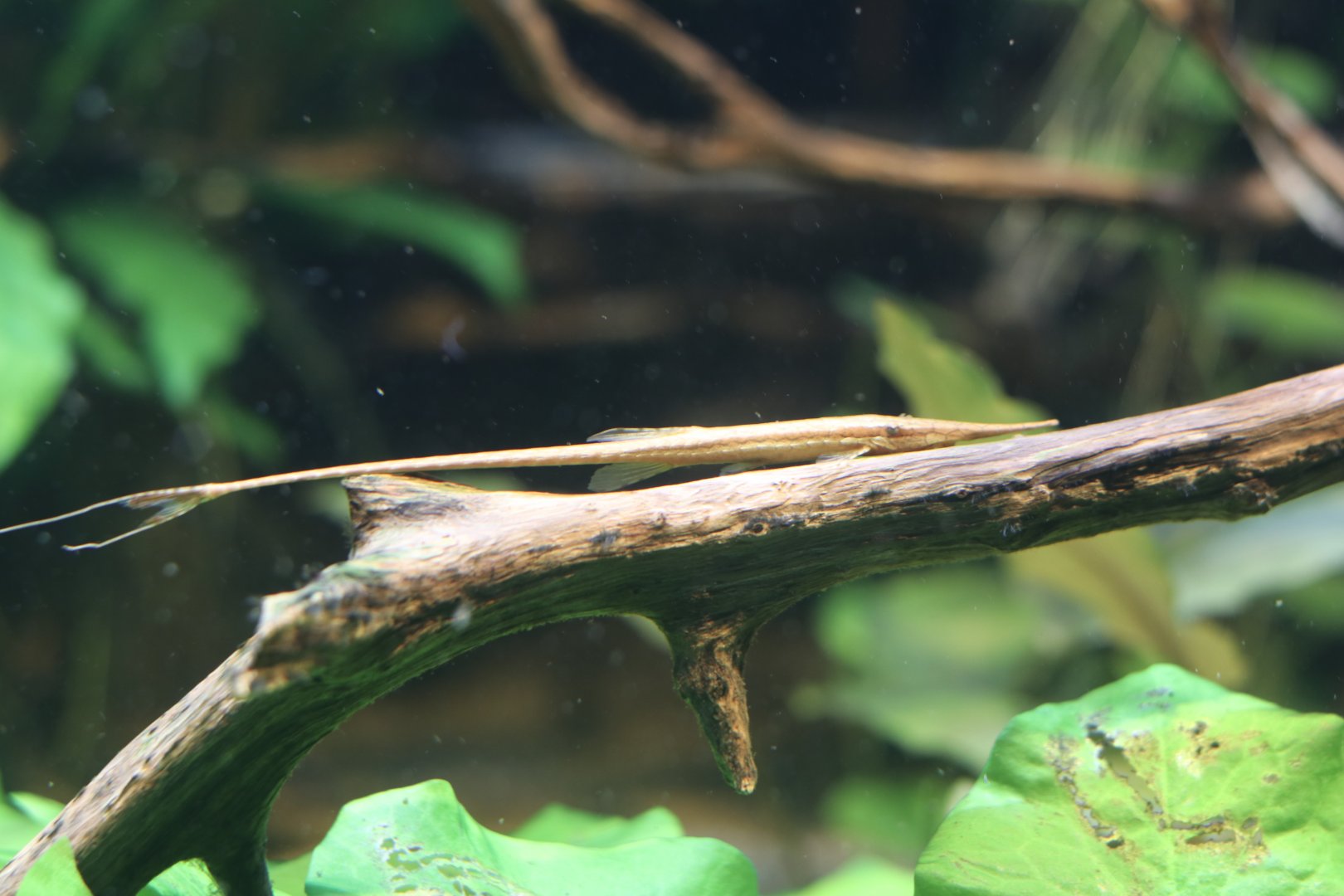 Twig Catfish