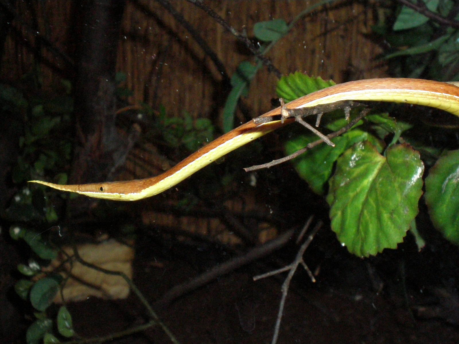 Twig Mimic Snake- AA JUN08