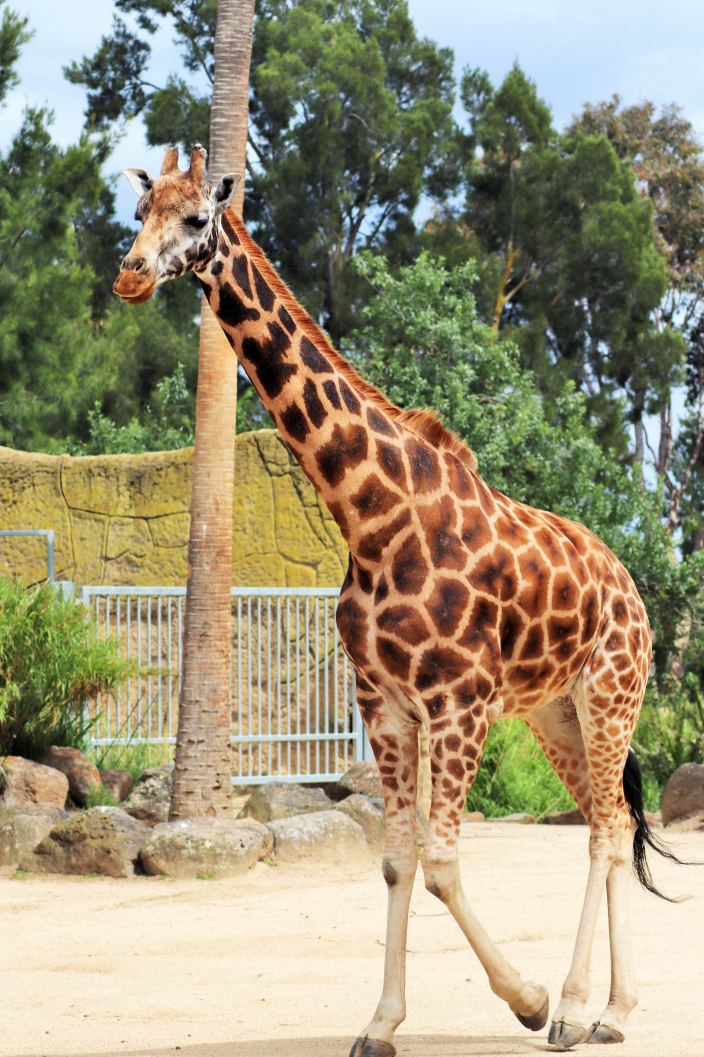 'Twiga' the Rothschild's giraffe (Giraffa camelopardalis rothschildi)