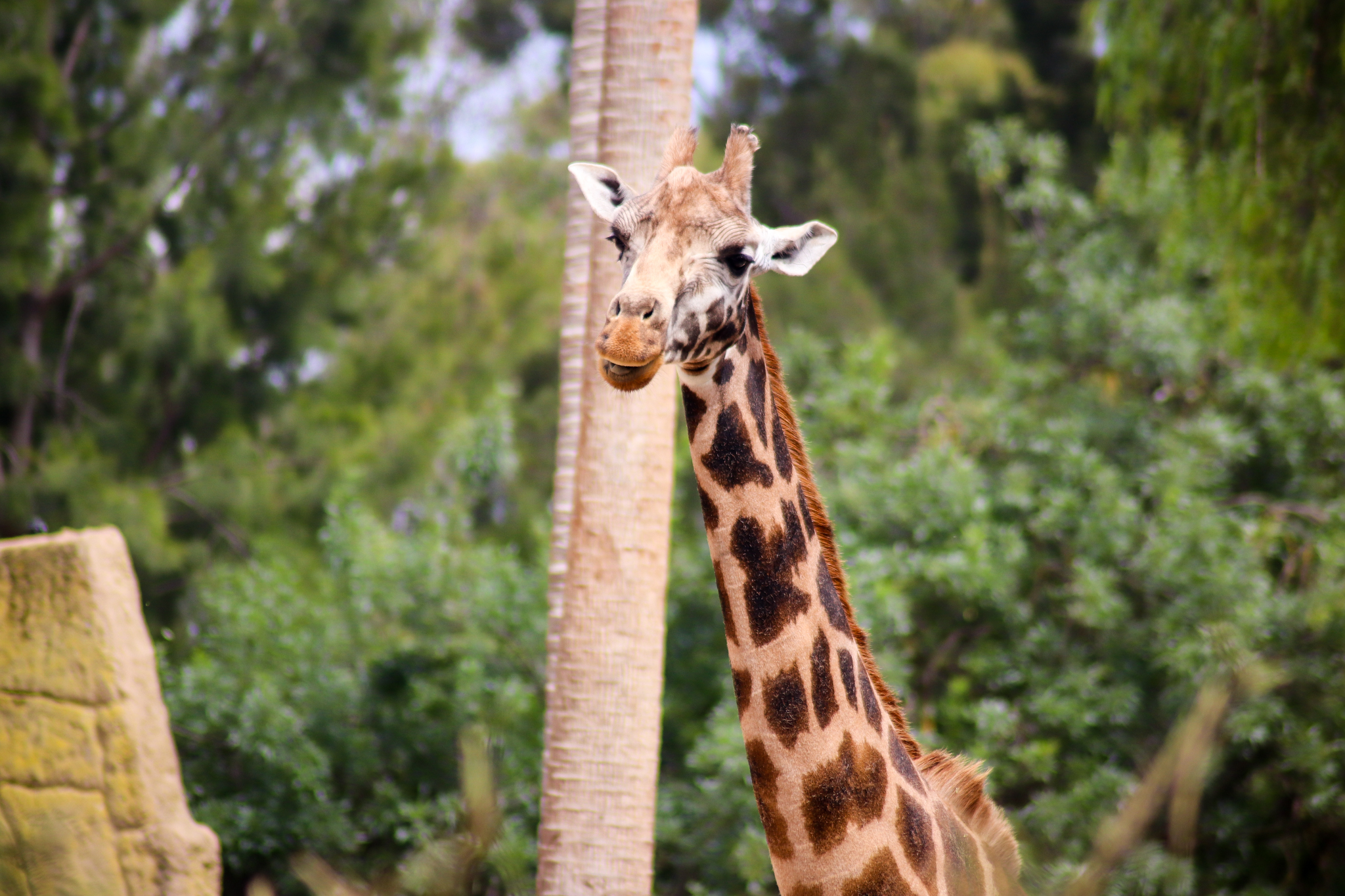 Twiga the Rothschild's Giraffe (Giraffa camelopardalis rothschildi)