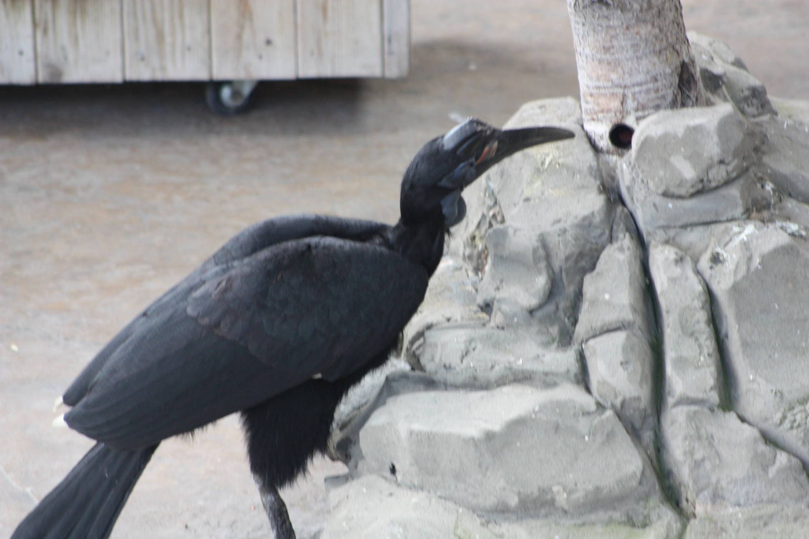 Twiggy, 6th May 2014