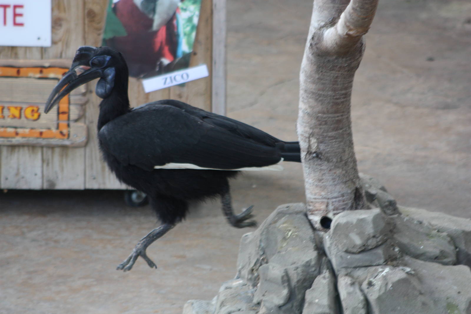 Twiggy, 6th May 2014