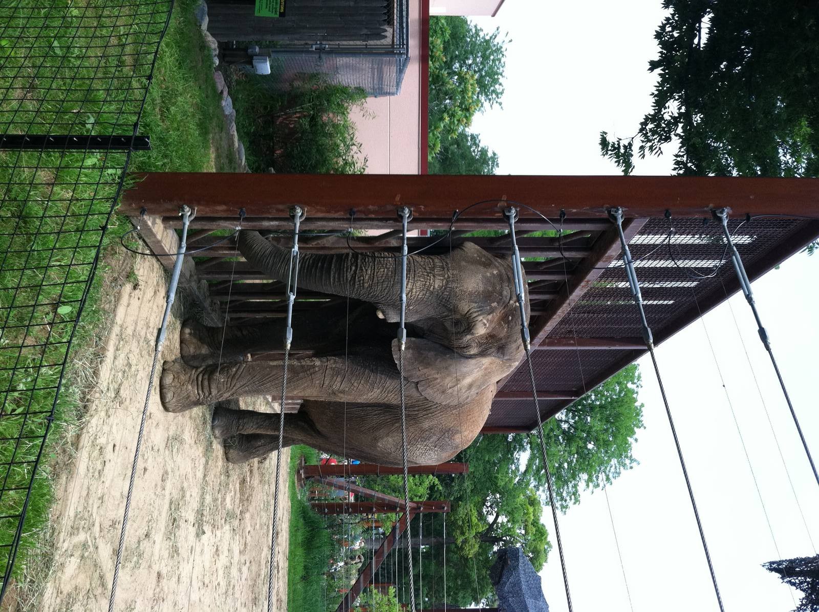 twiggy begging for popcorn from the crowd