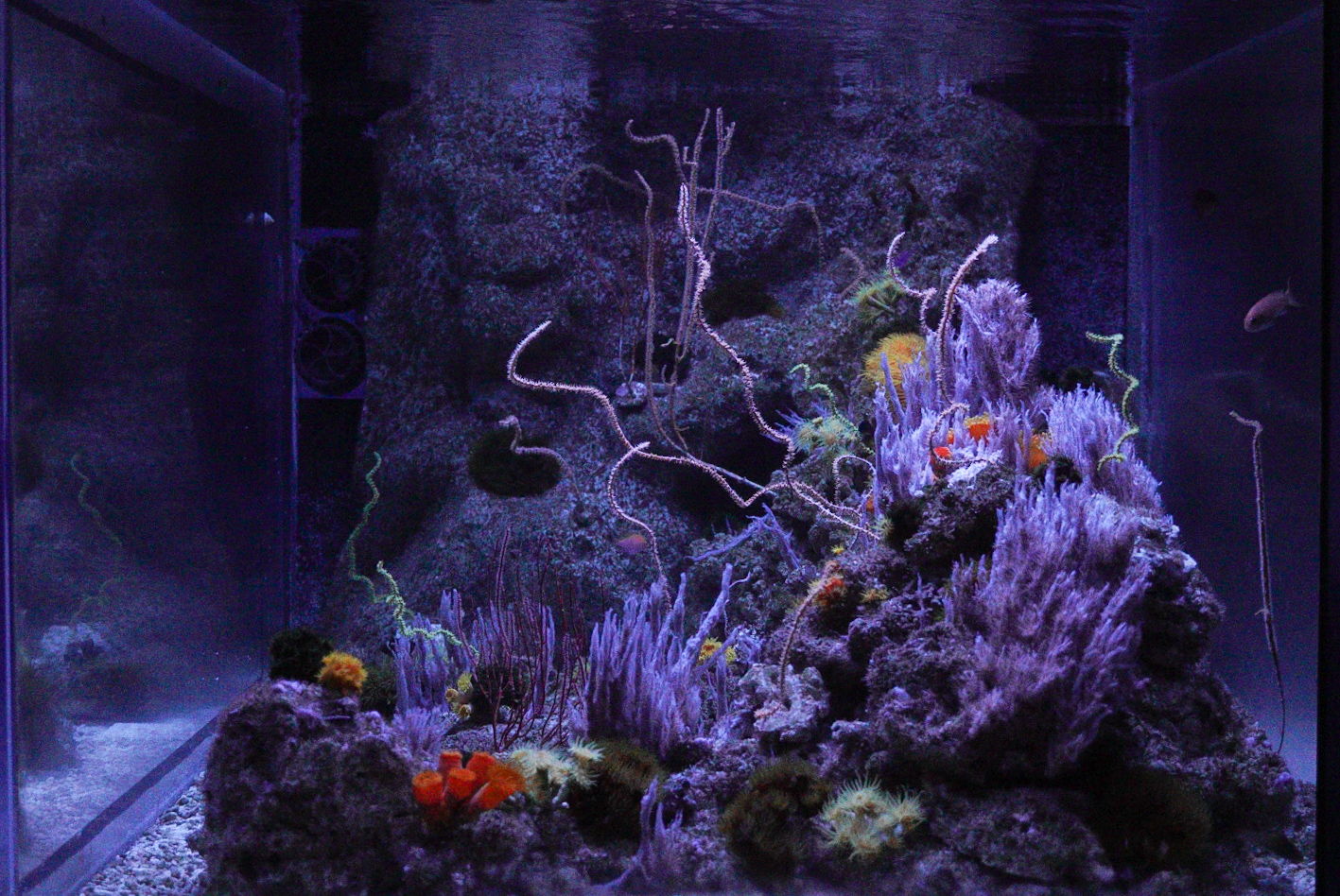 Twighlight Zone Reef // Twighlight Zone