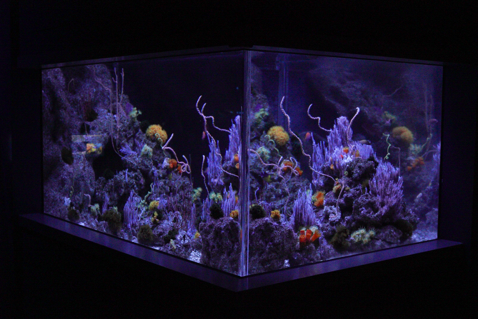 Twighlight Zone Reef // Twighlight Zone