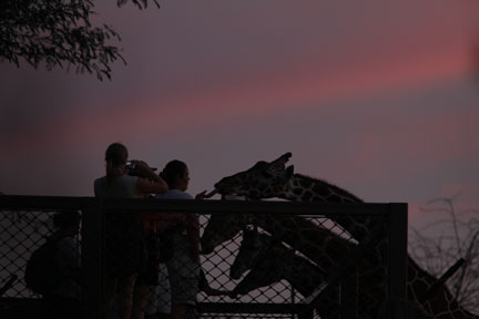 twilight giraffe feed