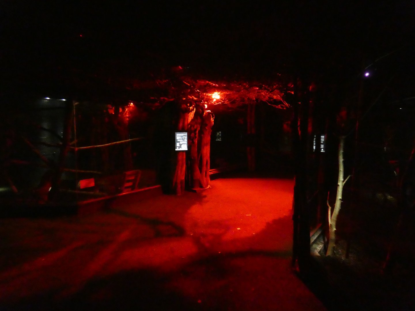 Twilight World (Forest area)