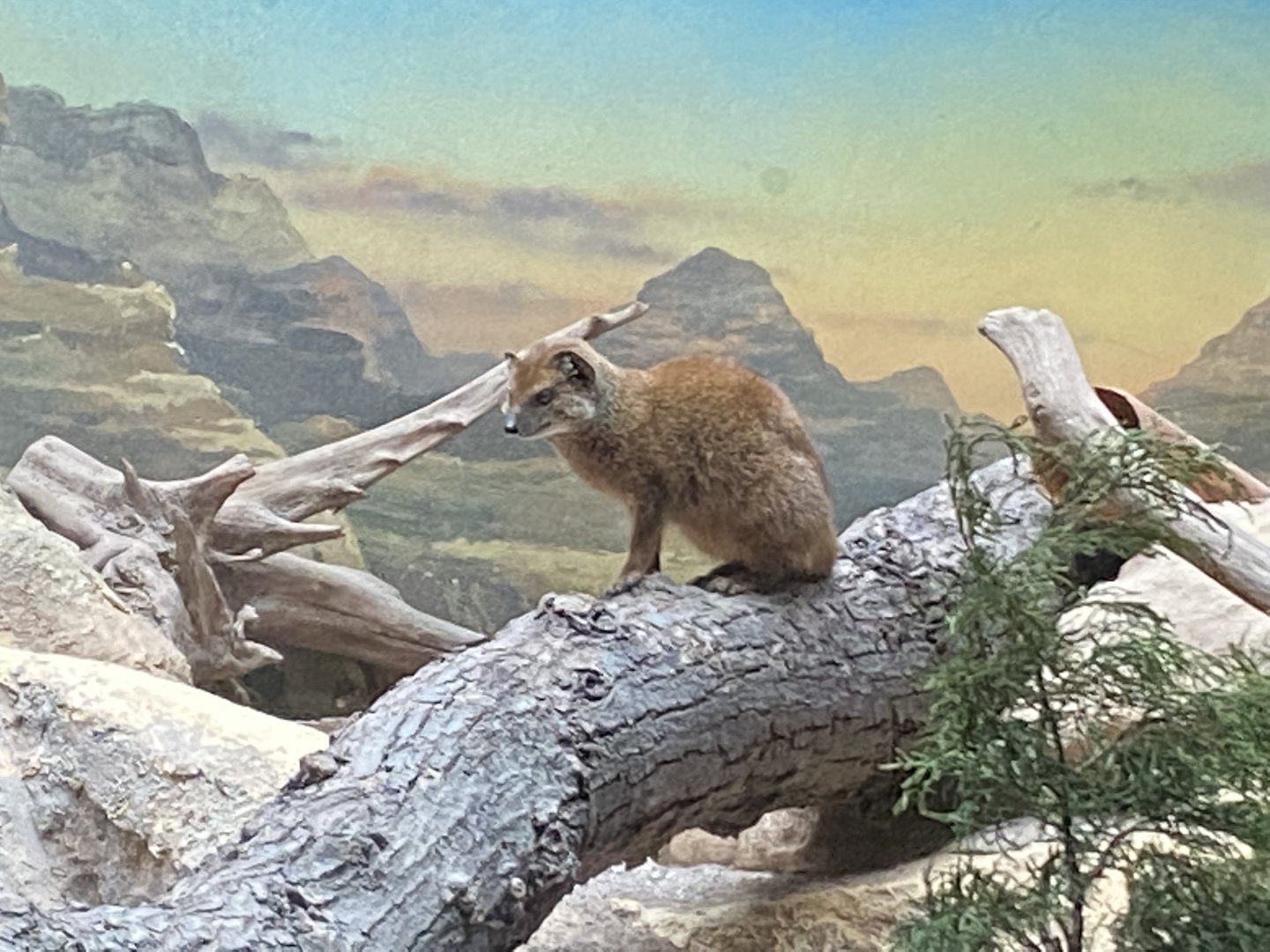 Twilight World - Yellow mongoose 010721