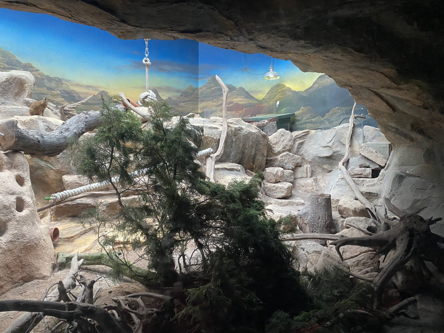 Twilight World - Yellow mongoose exhibit 010721