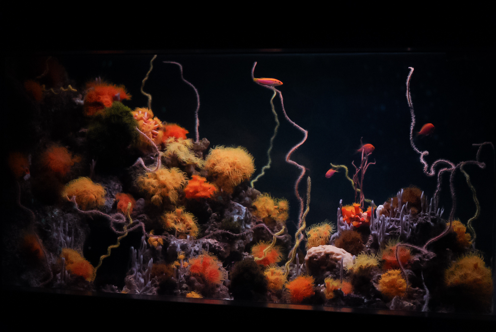 Twilight Zone Reef Tank (Twilight Zone Gallery)