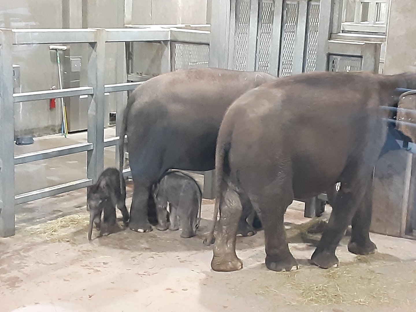 Twin Elephant Calves