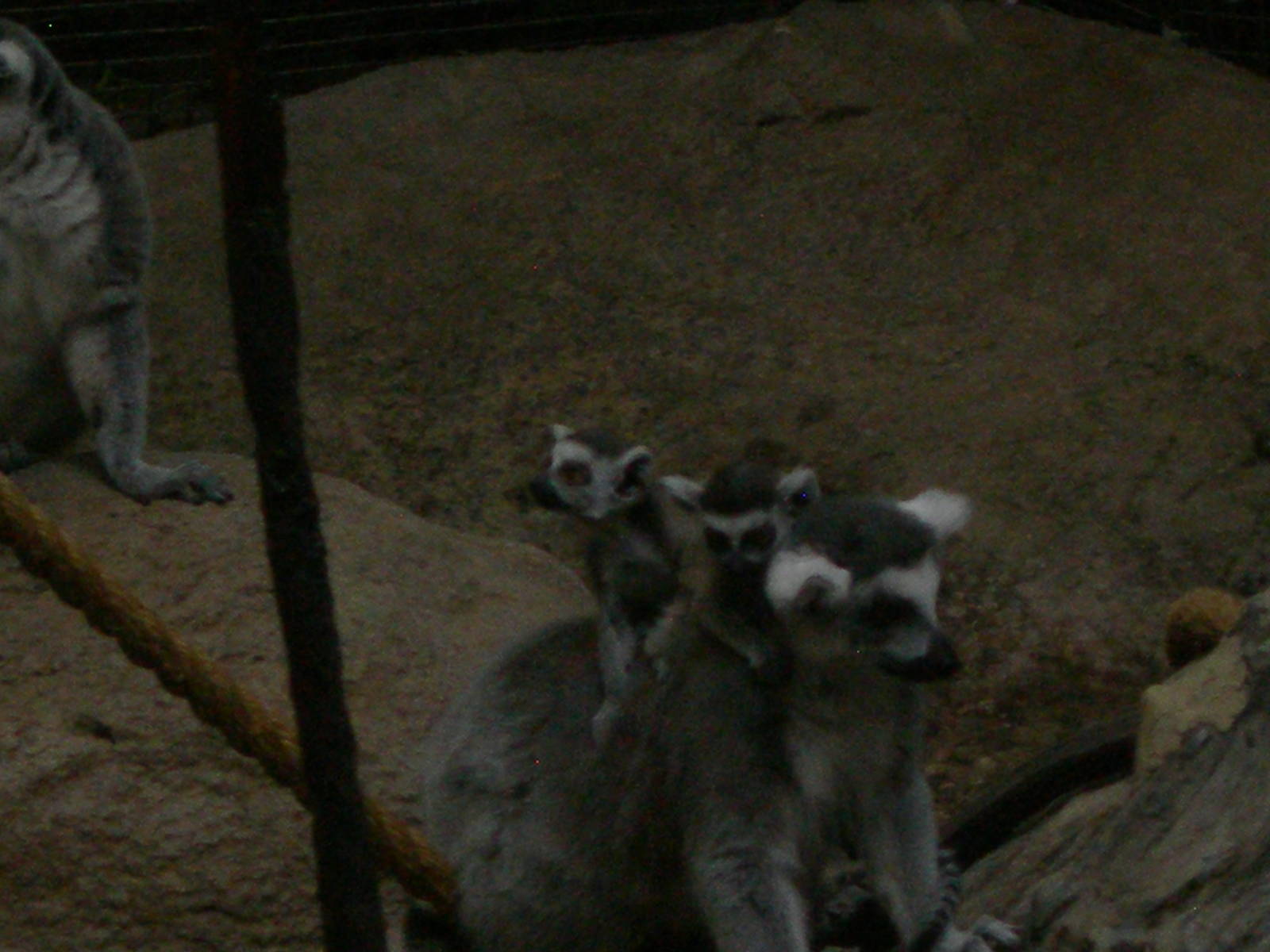 twin ring tailed lemurs on exhibit with mom