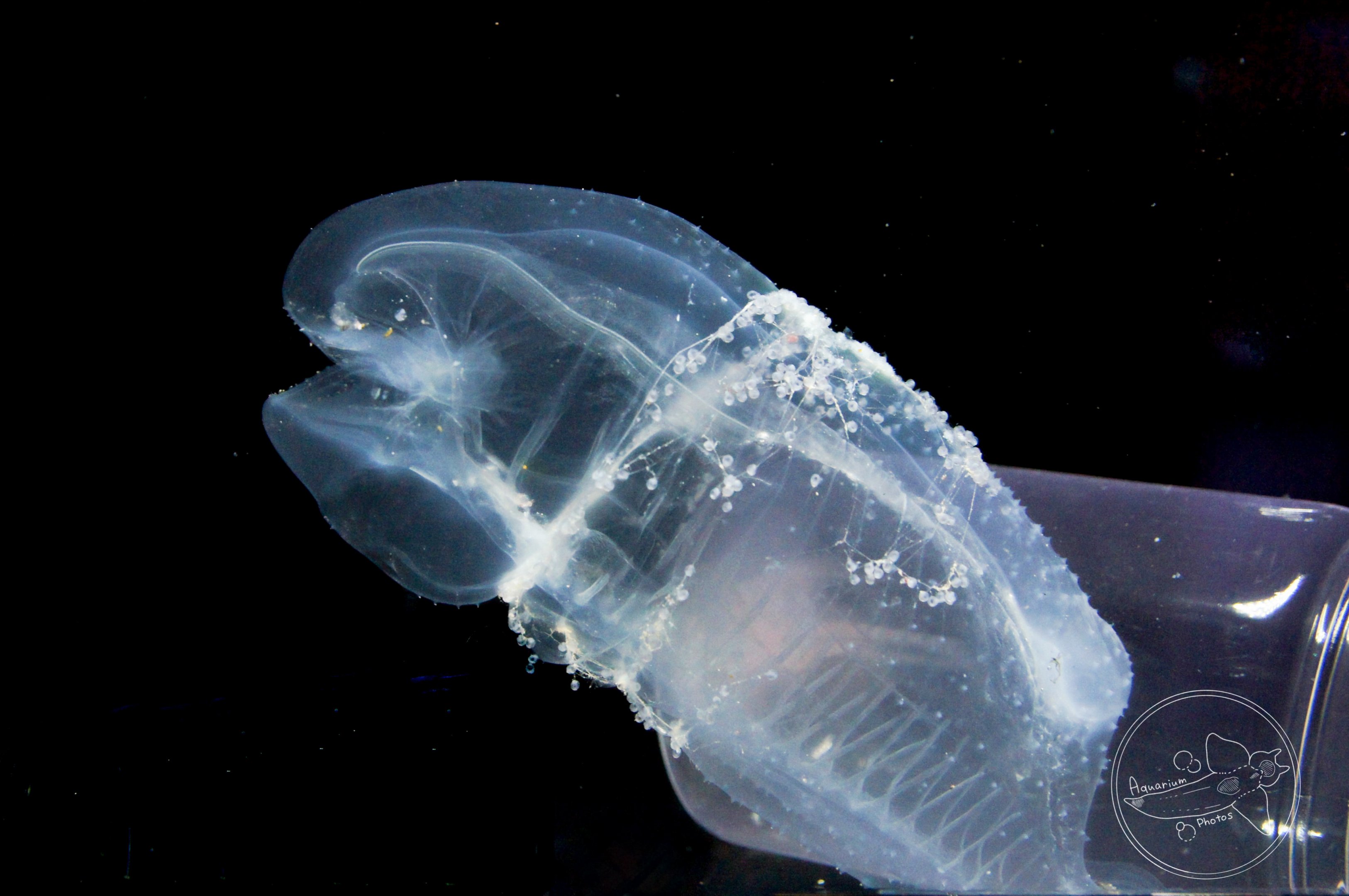 Twin-sailed Salp (Thetys vagina)