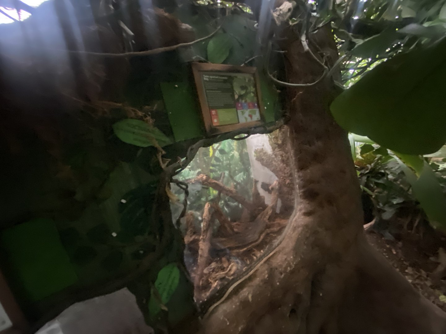 Twin-spotted assassin bug exhibit 050924