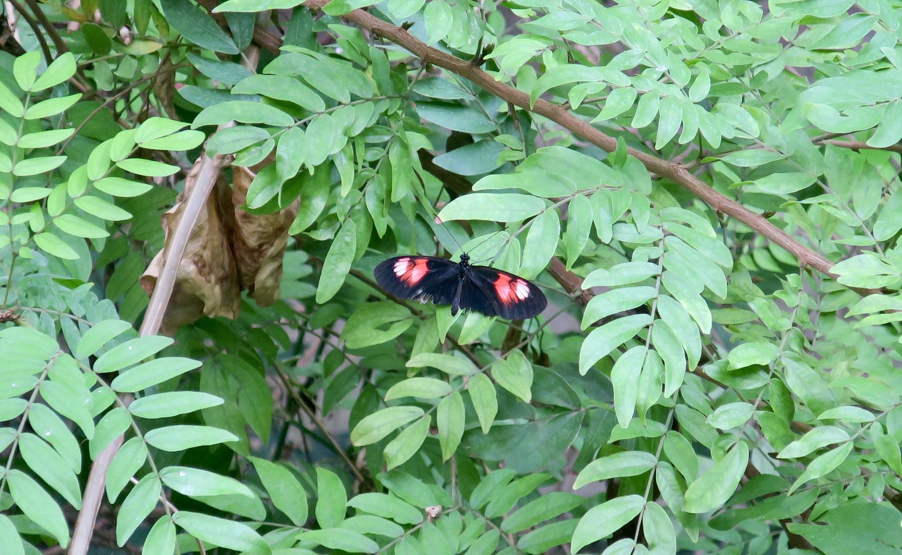 Twin-Spotted Postman (Heliconius melpomene plessini)