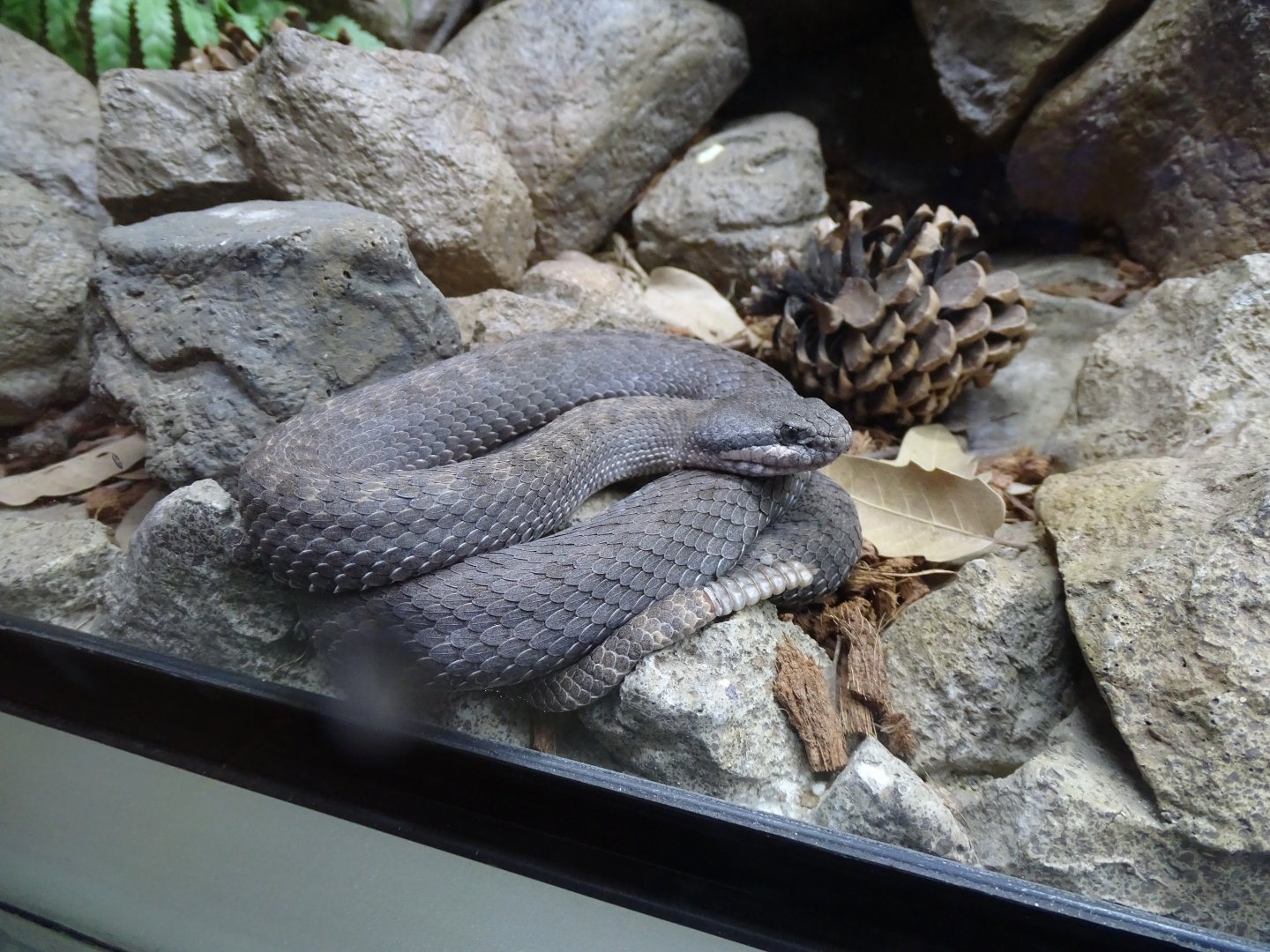 Twin-spotted rattlesnake (Crotalus pricei)