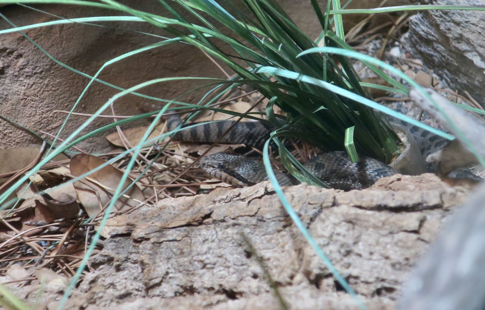 Twin-Spotted Rattlesnake (Crotalus pricei)