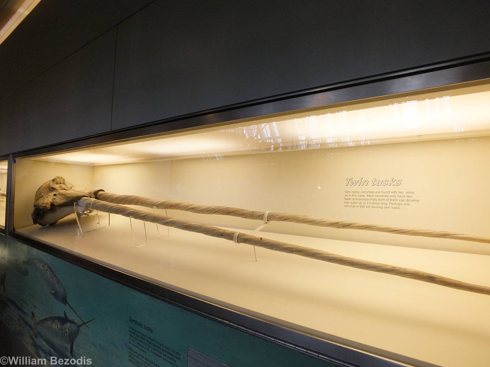 Twin Tusked Narwhal - NHM London