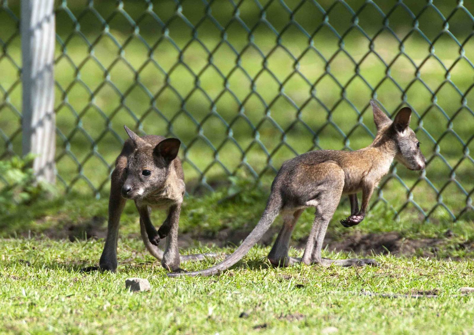 Twin Wallabys both out