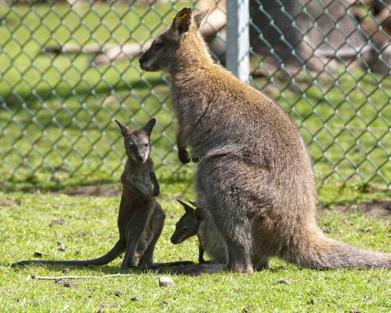 Twin Wallabys one in and one out