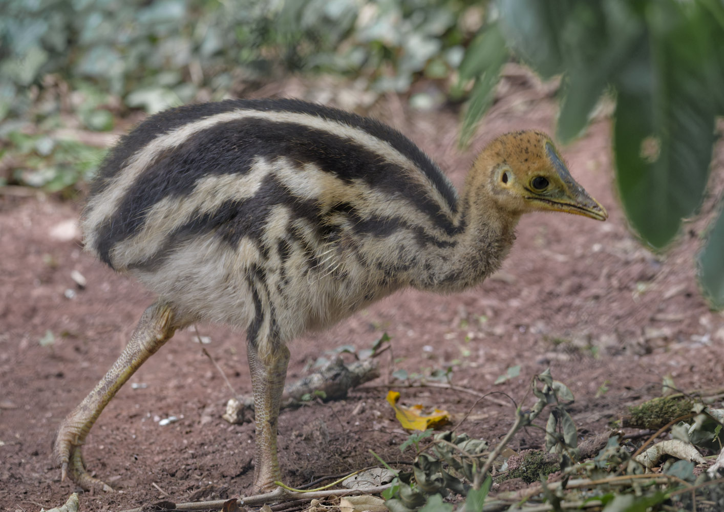 Twin-wattled cassowary chick again