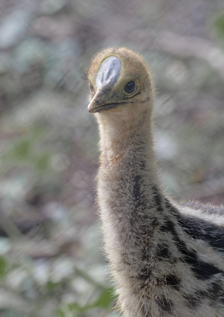 Twin-wattled cassowary chick