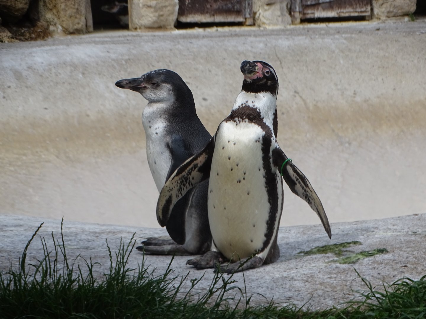 Twinnie with her three months old chick, 10th July 2025