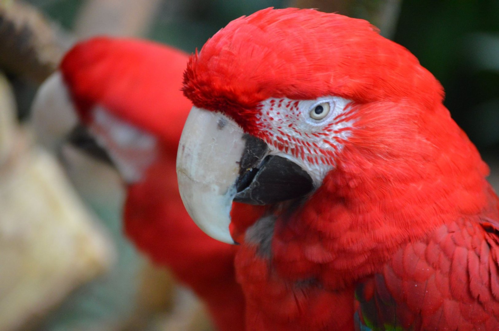 Twinning is winning, Ara chloropterus