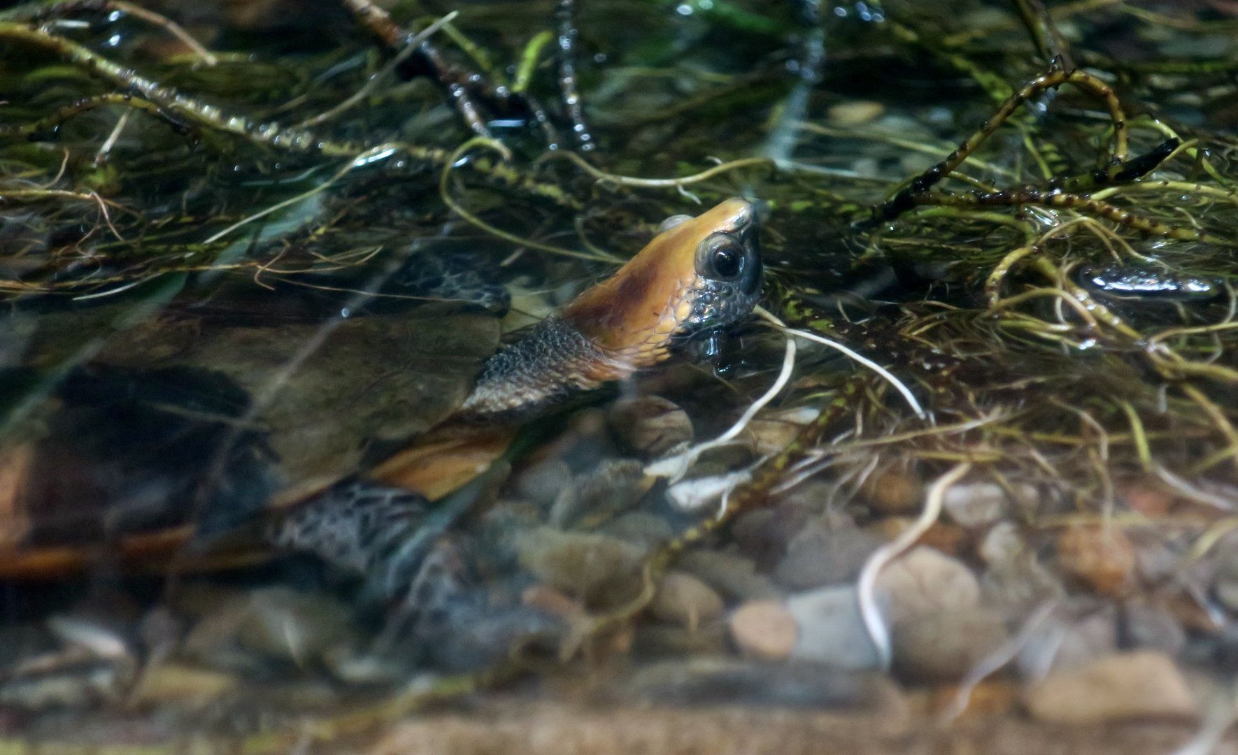 Twist-Necked Turtle (Platemys platycephala platycephala)