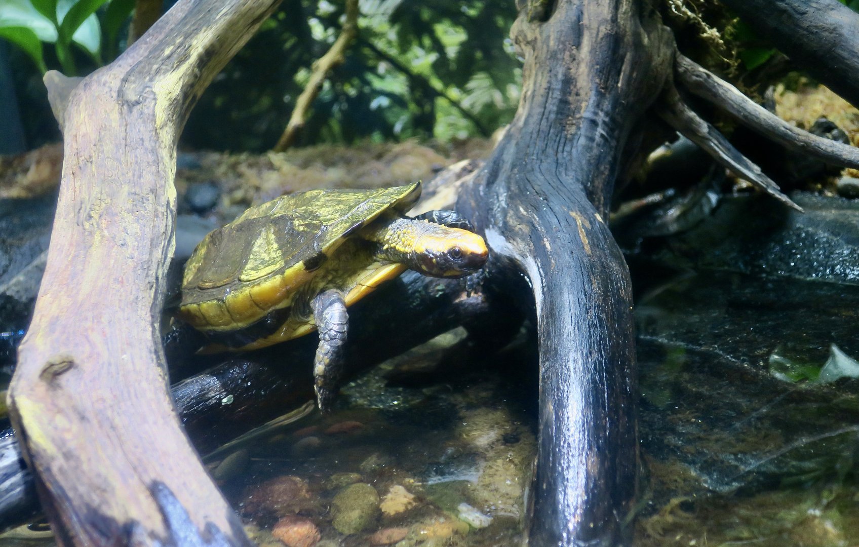 Twist-Necked Turtle (Platemys platycephala platycephala)