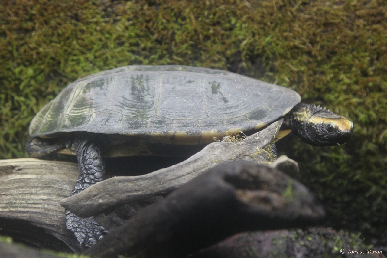 Twist-necked Turtle (Platemys platycephala)