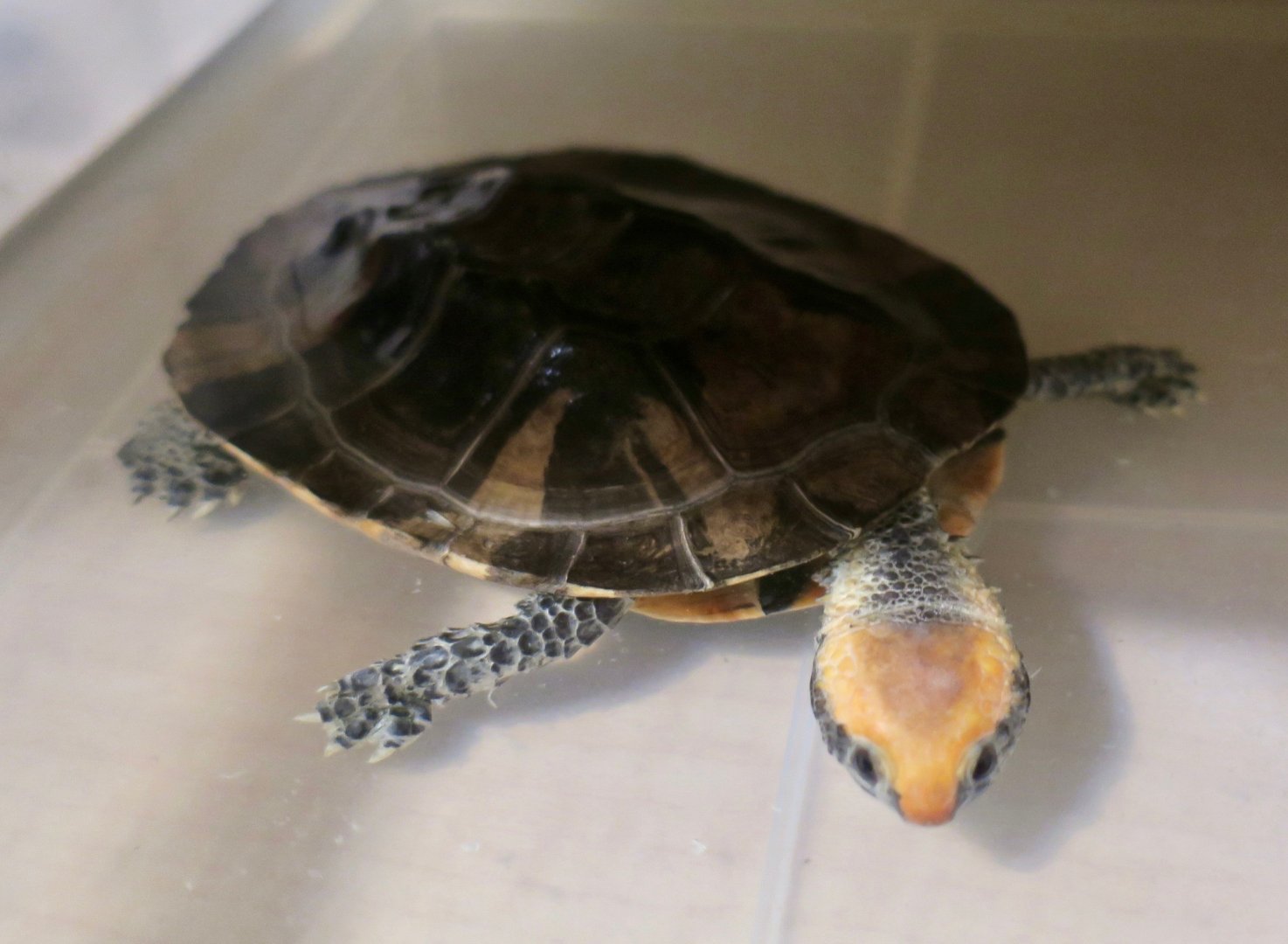 Twist-Necked Turtle (Platemys platycephala)