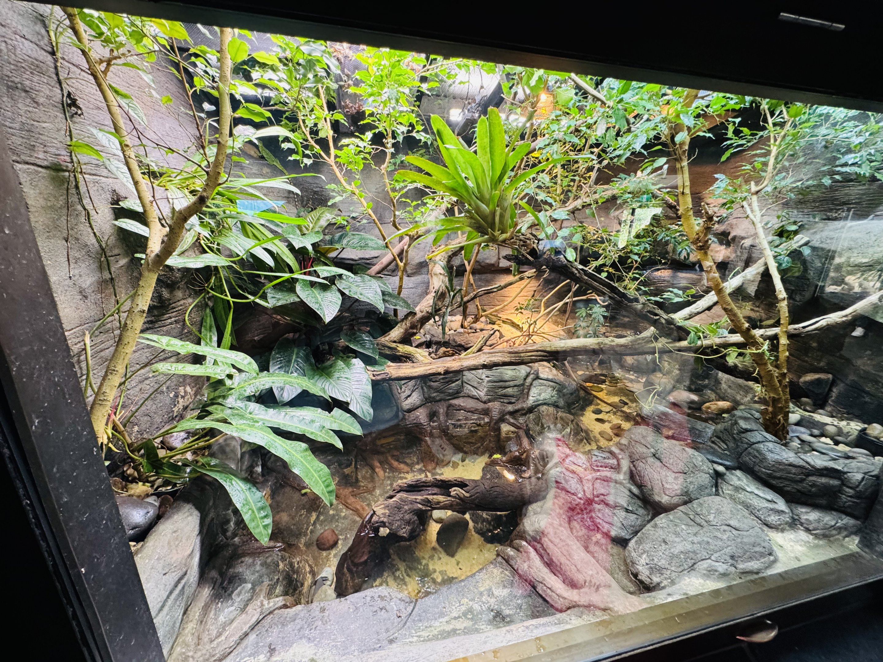 Twist-necked Turtle/Plumed Basilisk enclosure