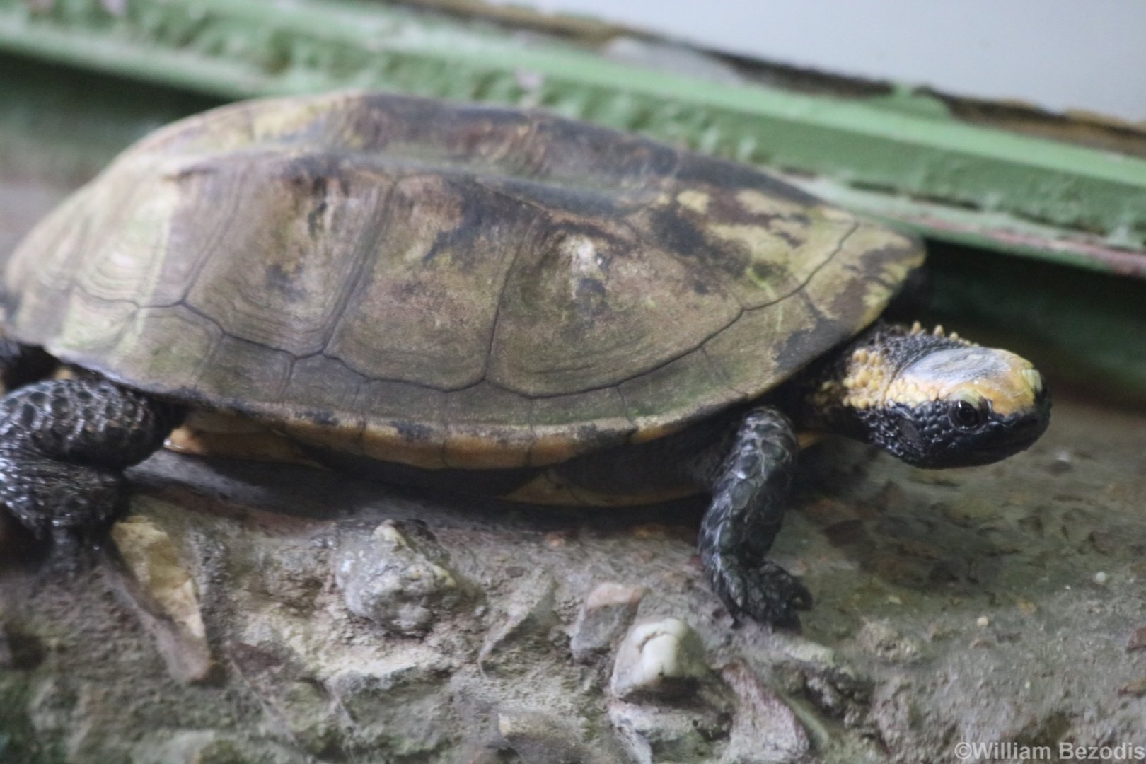 Twist-necked Turtle