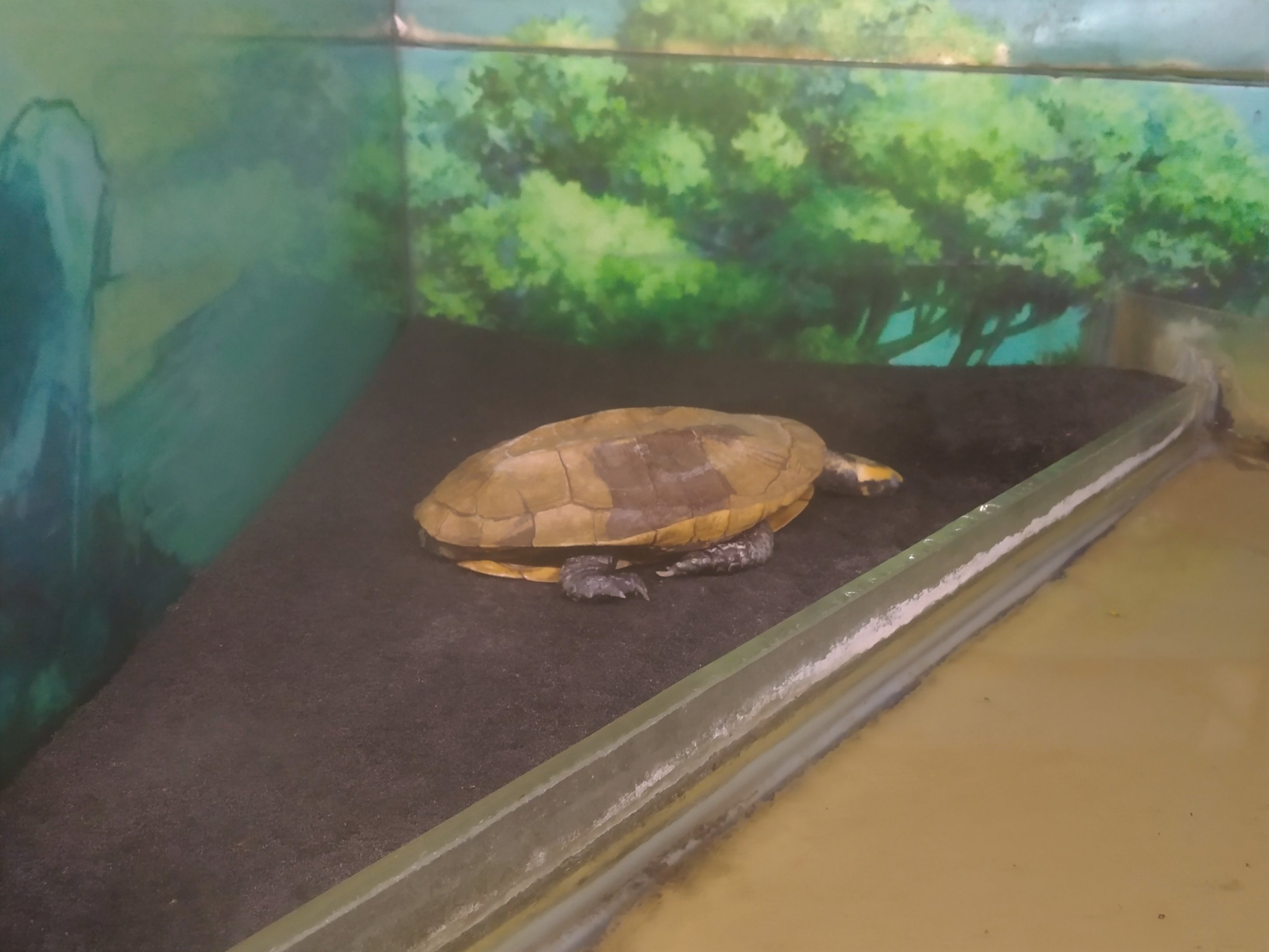 Twist-necked Turtle