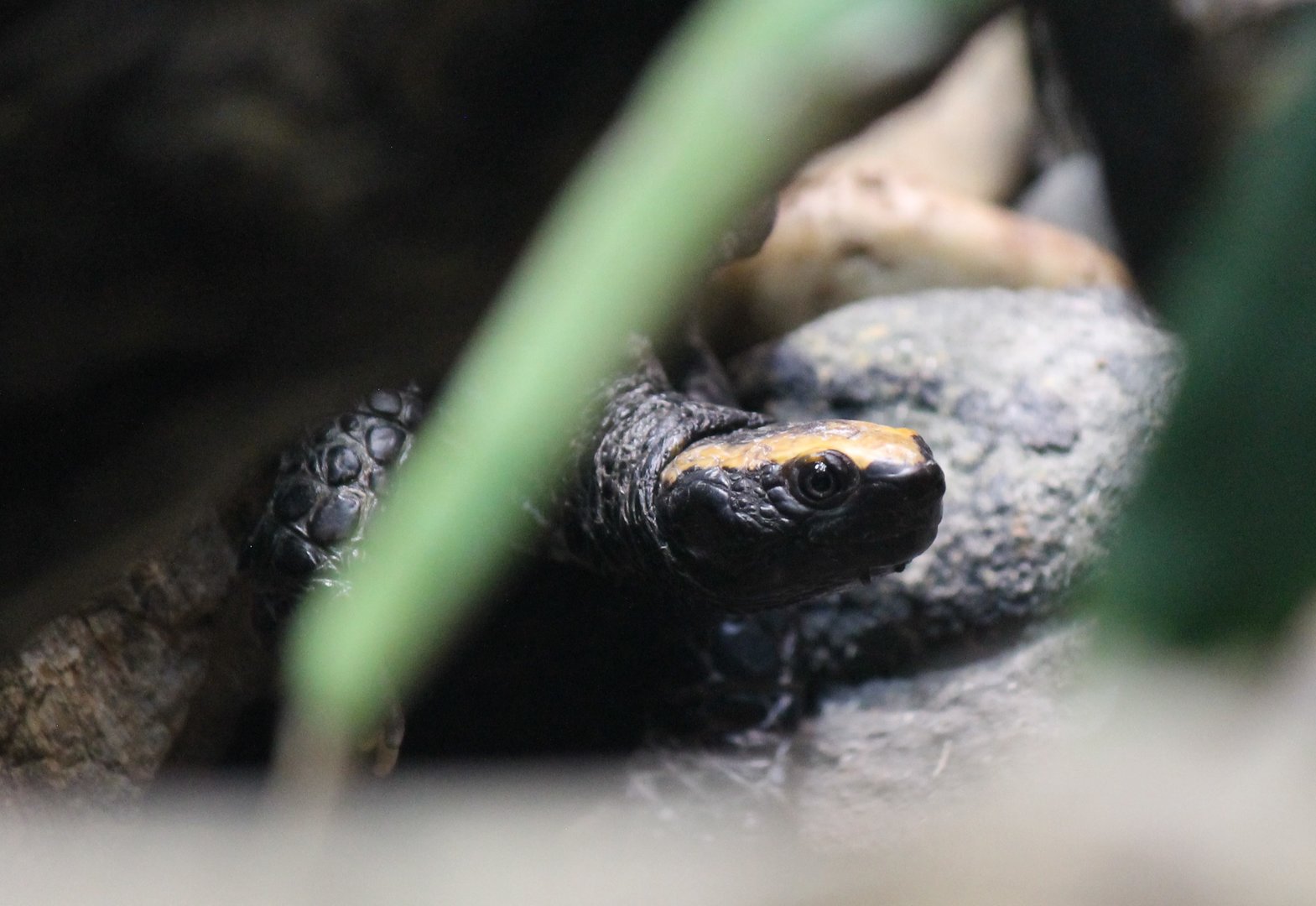 Twist-necked Turtle
