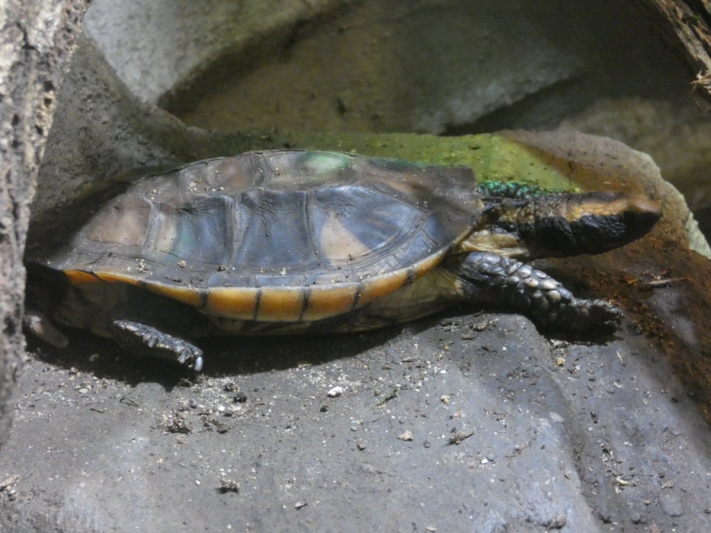 Twist-necked turtle