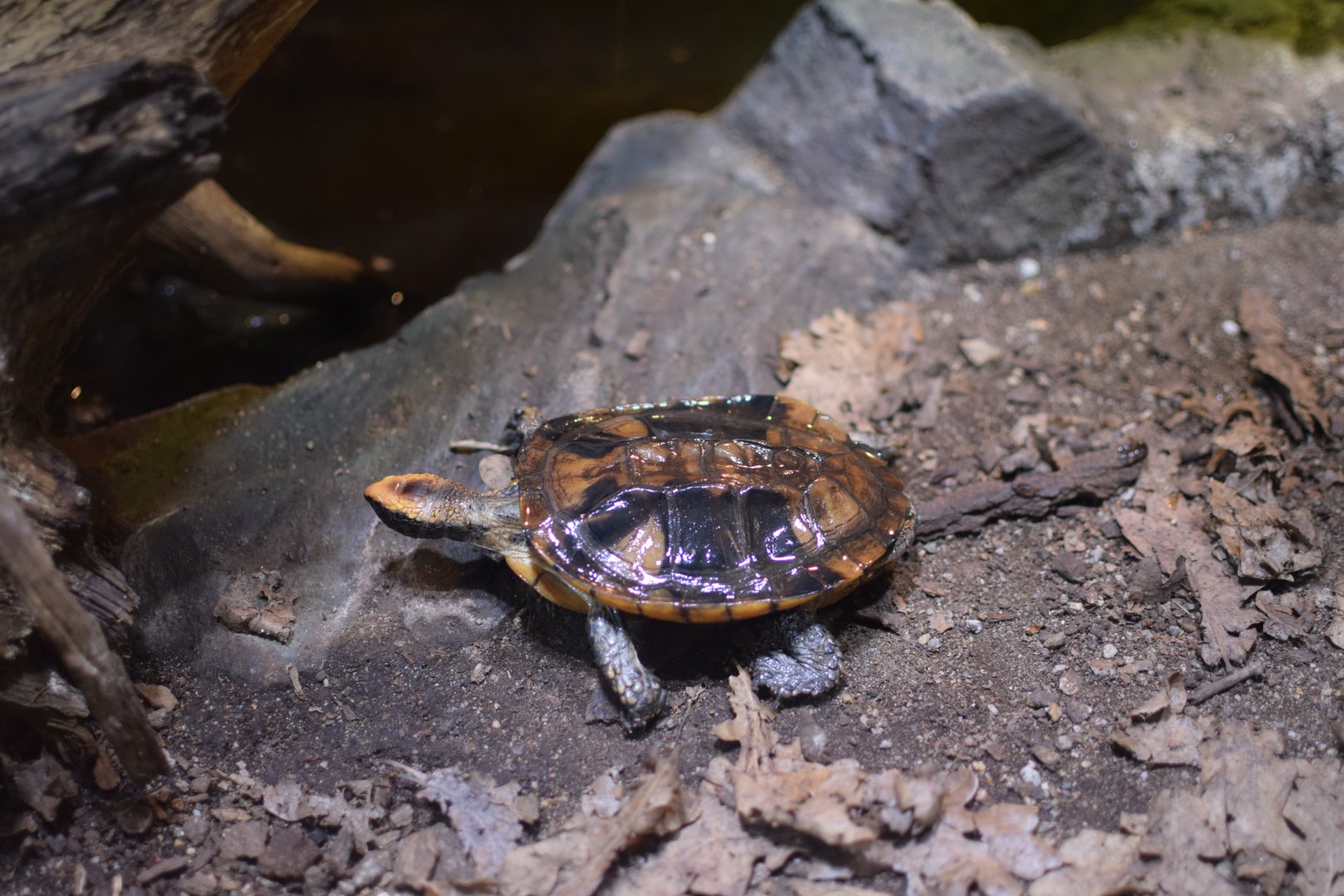 Twist-necked turtle