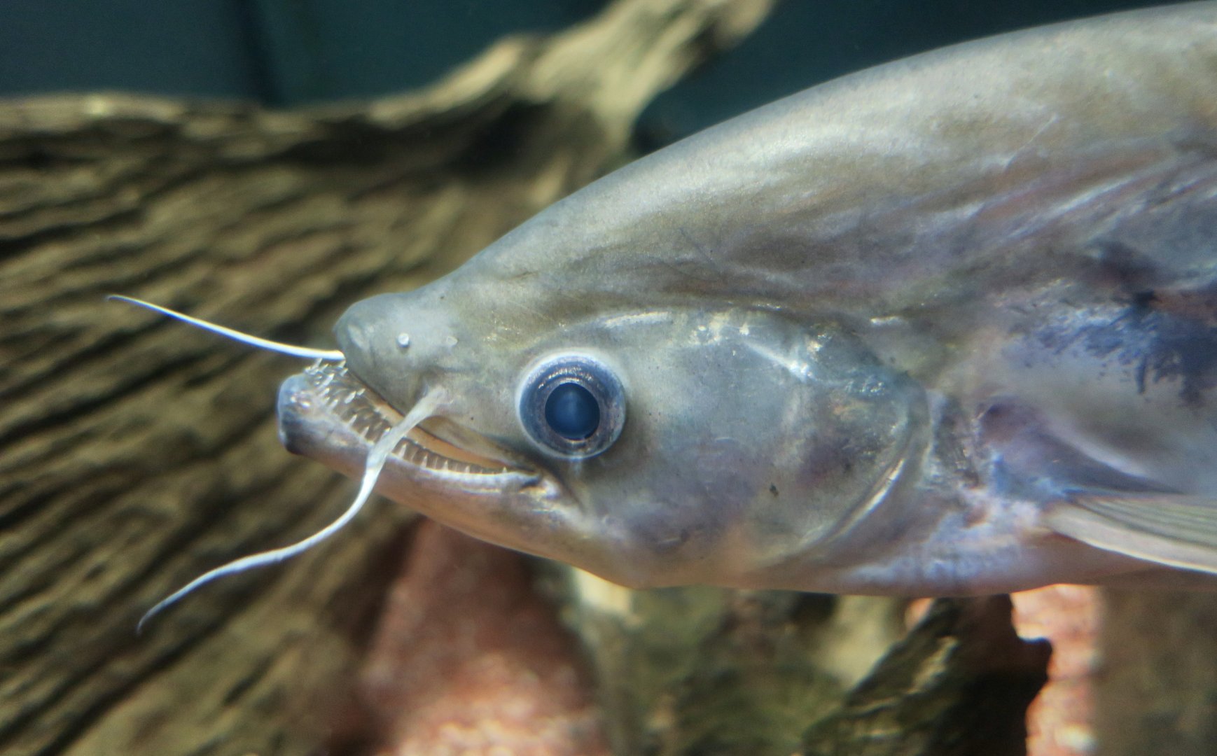 Twisted-Jaw Sheatfish (Belodontichthys dinema)